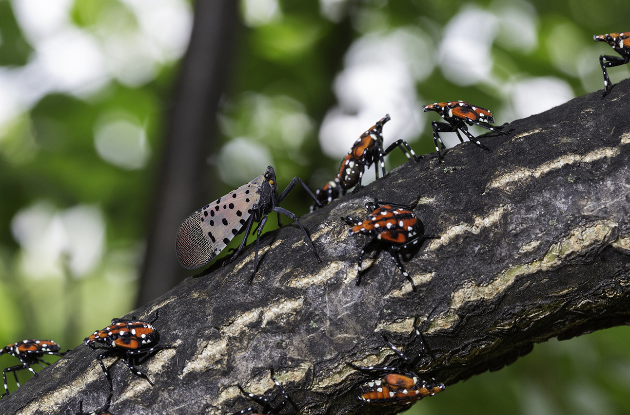 Photo of an adult spotted lanternfly with red-and-white nymphs on a tree branch.