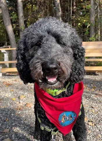 Standard poodle grey in color 