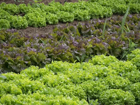small green plants in a vegetable garden