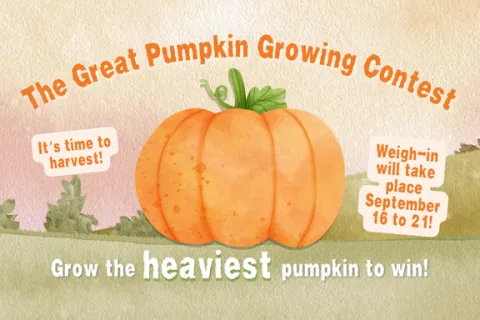 big orange pumpkin