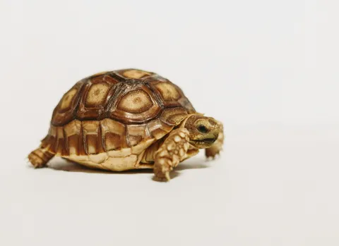 tortoise 