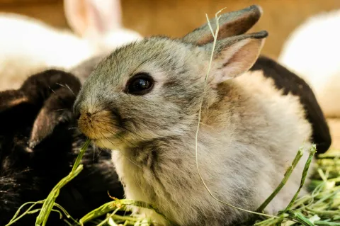 LIght brown rabbit nibbling on some hay