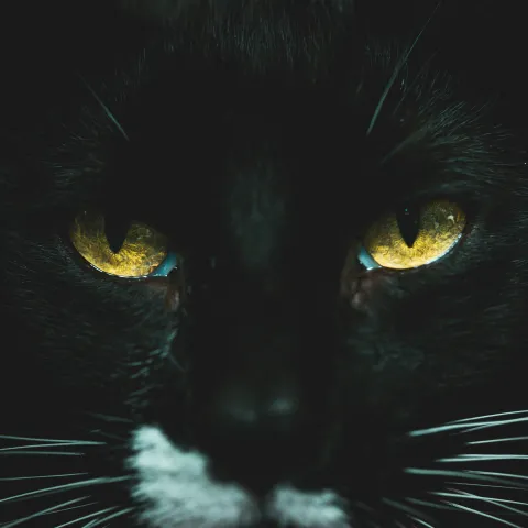close-up of the face of a black cat with eyes open in the dark