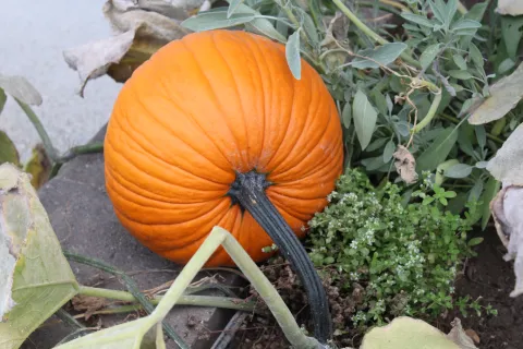 Pumpkin growing 