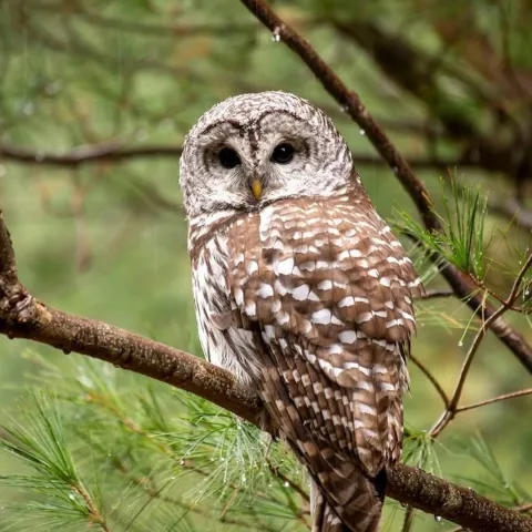 Owl on a tree branch