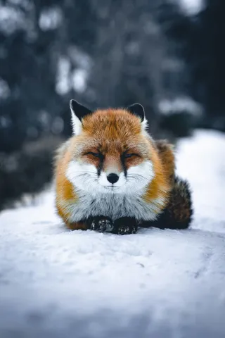 Fox lying down in the snow