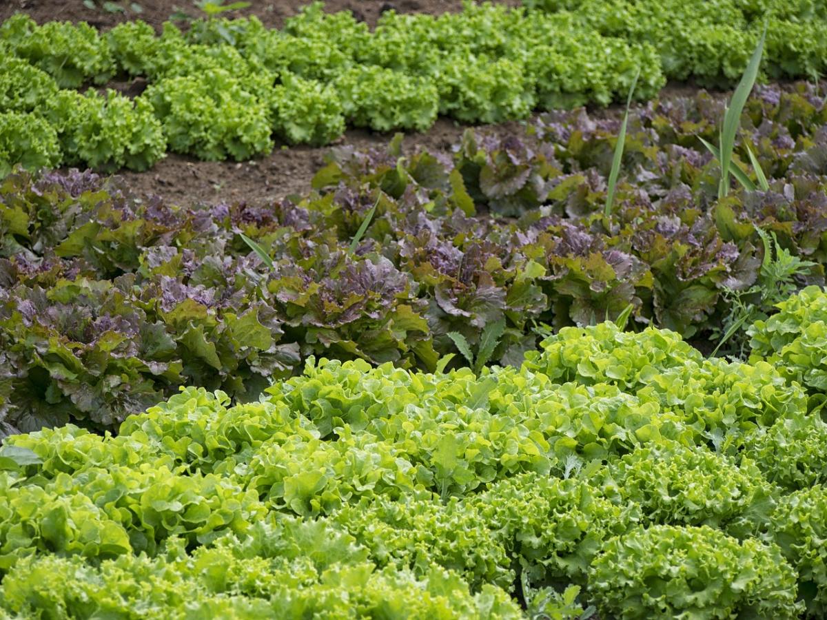 small green plants in a vegetable garden
