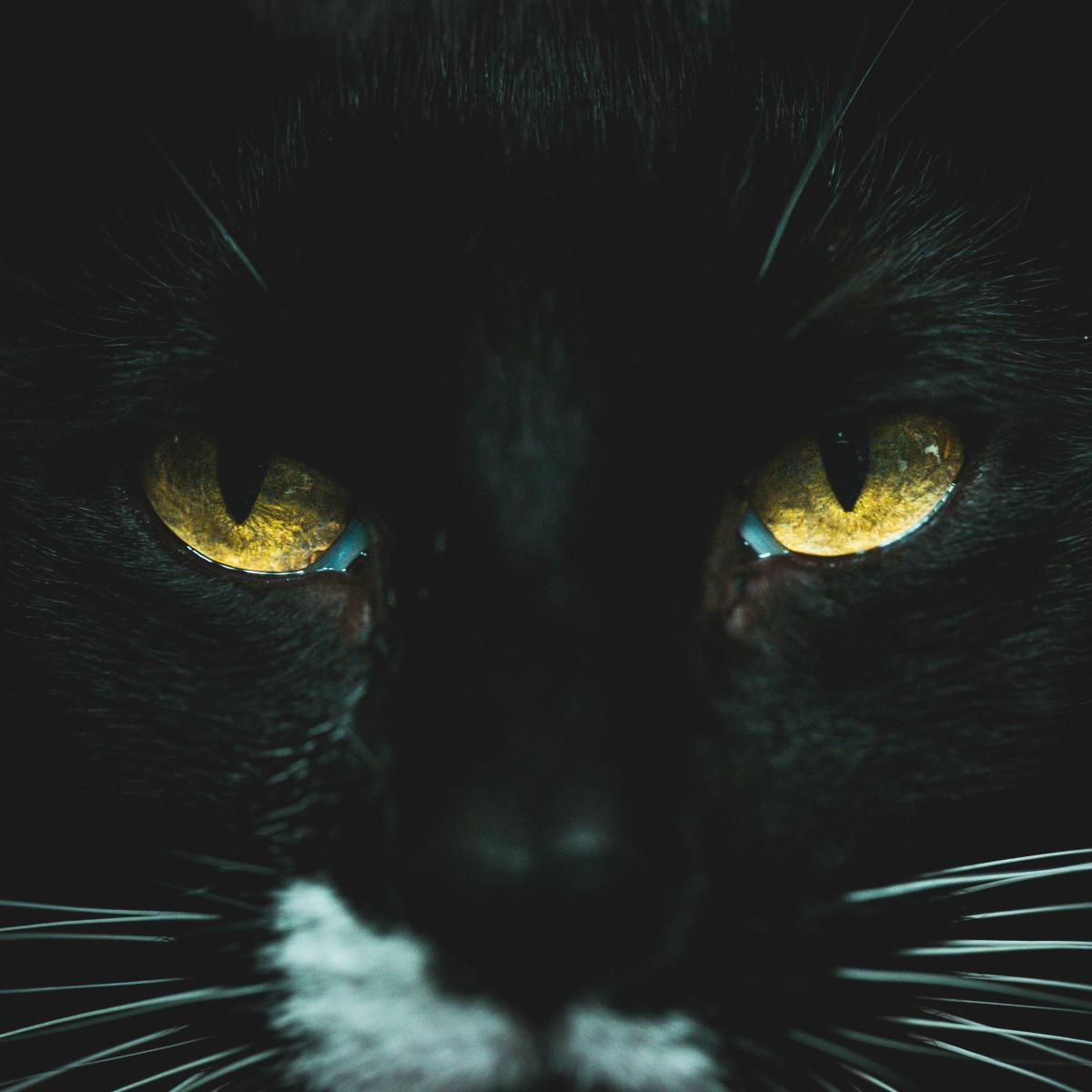 close-up of the face of a black cat with eyes open in the dark